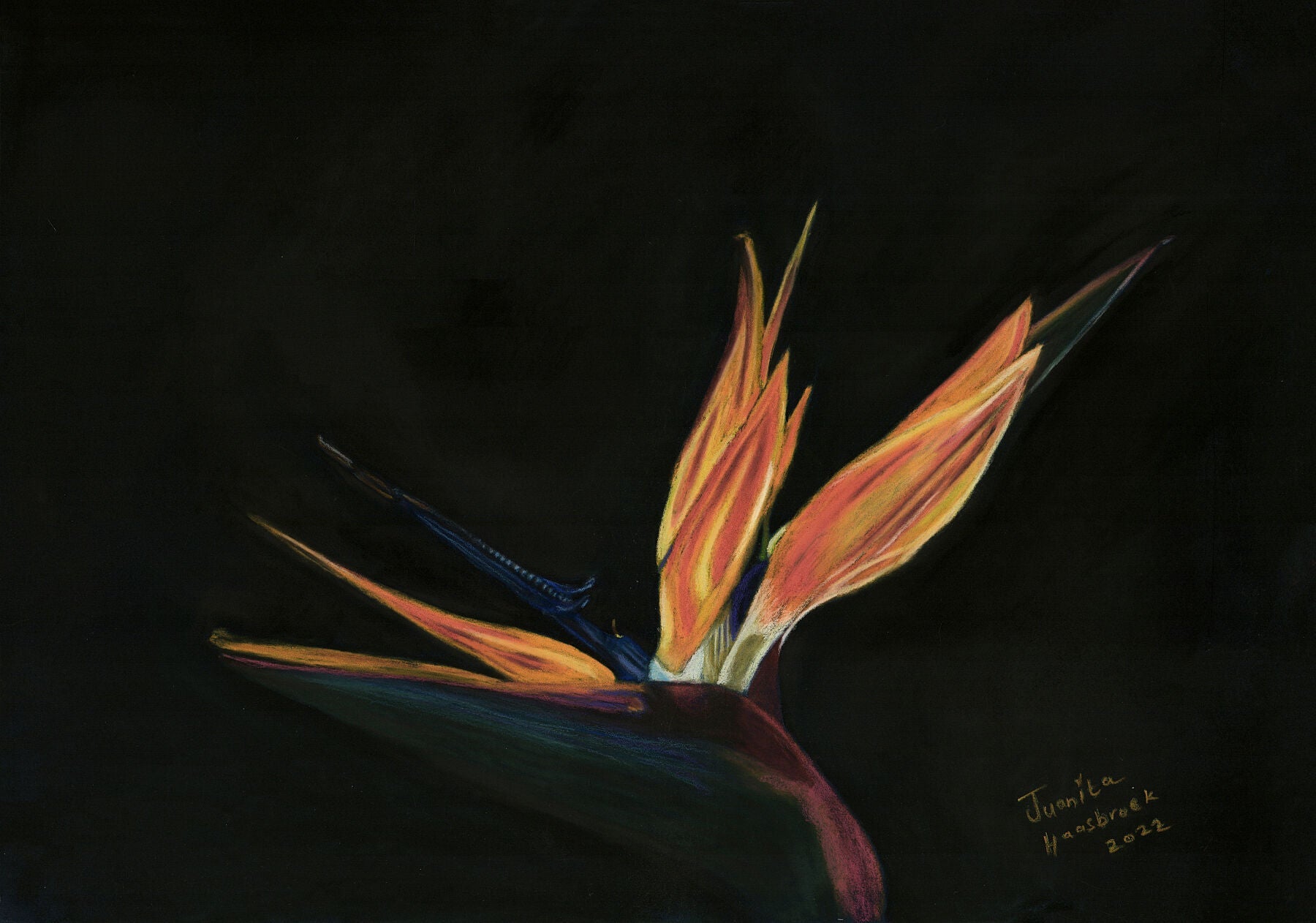 Winter Bloom: The Hidden Fire of the Strelitzia